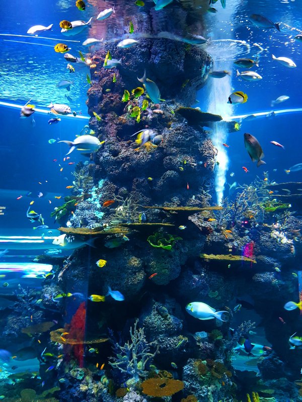 Avis sur l'aquarium de lyon : expérience captivante ou déceptions ?